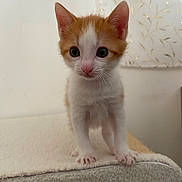 Simba participe au concours pour gagner de l'argent avec cette photo : kitten, cat, orange_and_white, pet, cute, small, fur, whiskers, curious, indoor, carpet, animal, young, domestic_cat, face, ears, paws, standing, looking, soft_light