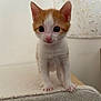 kitten, cat, orange_and_white, pet, cute, small, fur, whiskers, curious, indoor, carpet, animal, young, domestic_cat, face, ears, paws, standing, looking, soft_light