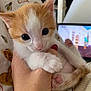 Simba a rejoint le concours — aidez-le/la à gagner de superbes lots ! kitten, cat, orange_and_white, pet, cute, hand, paw, indoor, close_up, fur, animal, young, domestic_cat, feline, soft, cozy, home, curious, small, adorable