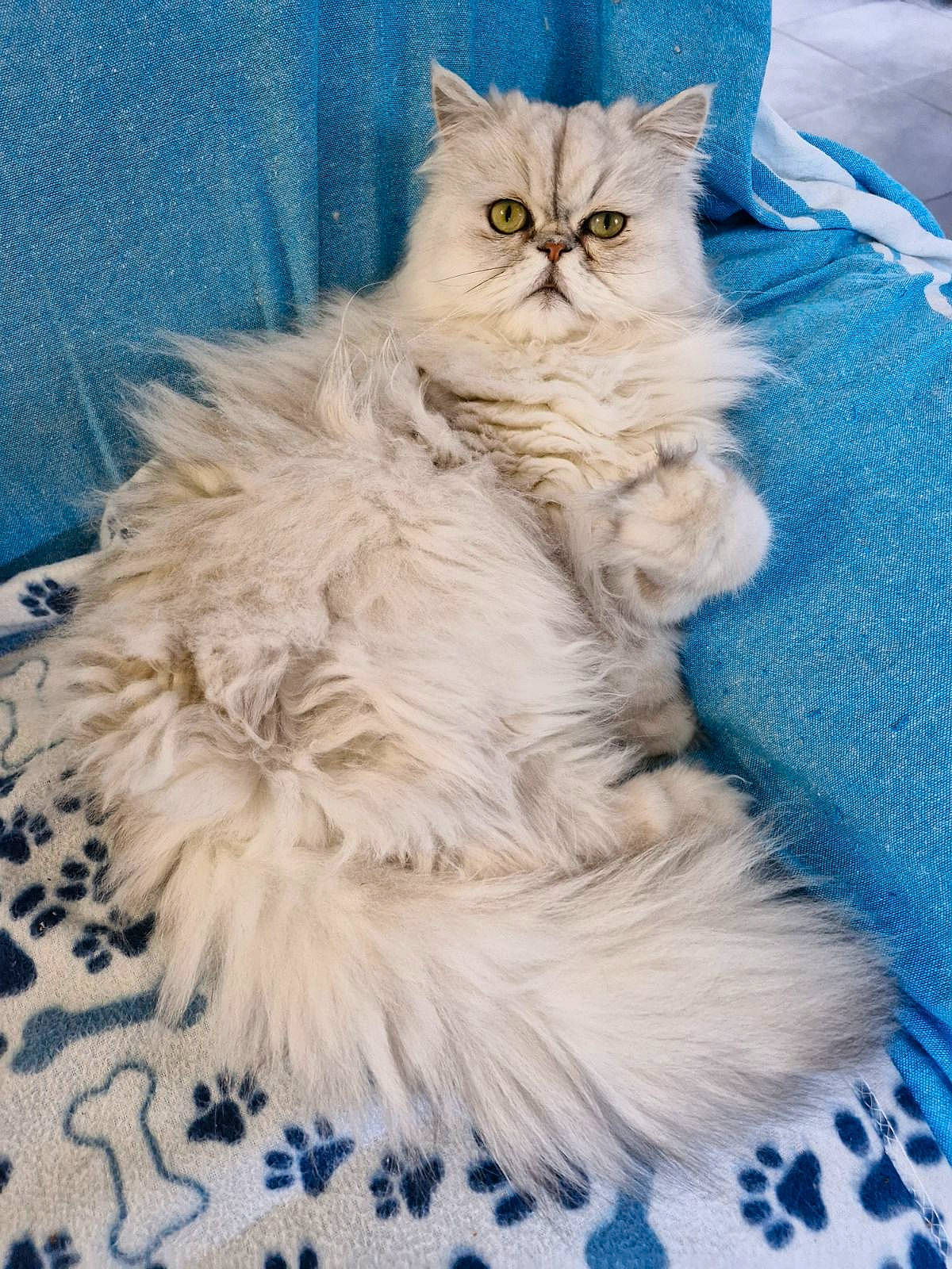 Angel participe au concours pour gagner de l'argent avec cette photo : blue, carnivore, cat, electric_blue, fashion_accessory, felidae, fur, glasses, natural_material, pattern, small_to_medium_sized_cats, terrestrial_animal