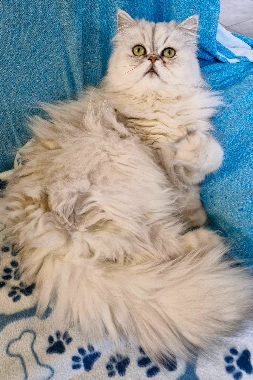 Angel participe au concours pour gagner de l'argent avec cette photo : blue, british_longhair, carnivore, cat, electric_blue, event, felidae, fur, glasses, persian, small_to_medium_sized_cats, terrestrial_animal, whiskers