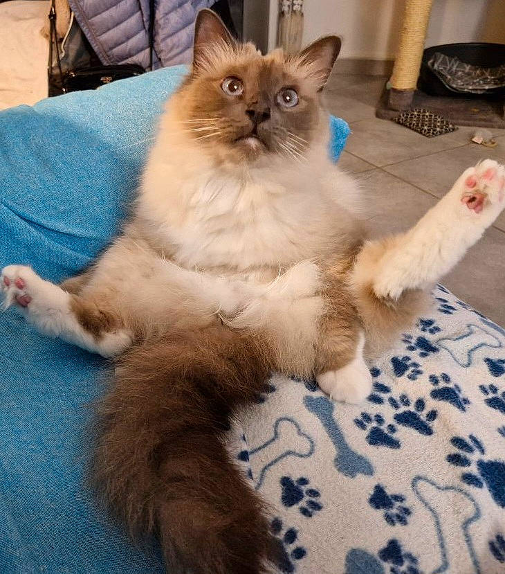 Sharly participe au concours pour gagner de l'argent avec cette photo : balinese, birman, box, british_longhair, carnivore, cat, claw, comfort, fawn, felidae, flooring, fur, paw, ragdoll, small_to_medium_sized_cats, snout, tail, terrestrial_animal, thai, whiskers