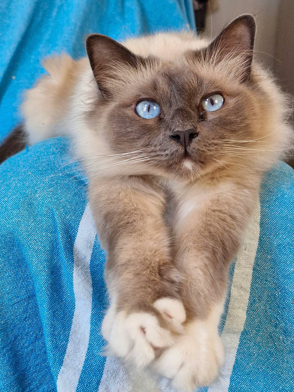 Sharly participe au concours pour gagner de l'argent avec cette photo : balinese, birman, blue, box, carnivore, cat, cat_supply, domestic_short_haired_cat, electric_blue, fawn, felidae, fur, iris, pet_supply, siamese, small_to_medium_sized_cats, snout, tail, thai, whiskers