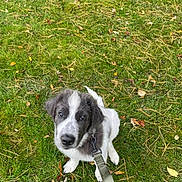 Barry is registered to the contest to win money with this photo: puppy, dog, grass, leash, outdoor, pet, animal, fall, leaves, cute, young, sitting, nature, fur, collar, adorable, canine, looking_up, playful, daylight