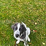 puppy, dog, grass, leash, outdoor, pet, animal, fall, leaves, cute, young, sitting, nature, fur, collar, adorable, canine, looking_up, playful, daylight