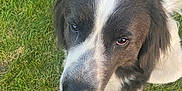 Barry is registered to the contest to win money with this photo: dog, black_and_white, grass, outdoor, pet, canine, animal, fur, nose, ears, eyes, sitting, nature, portrait, friendly, mammal, closeup, adorable, cute, companion