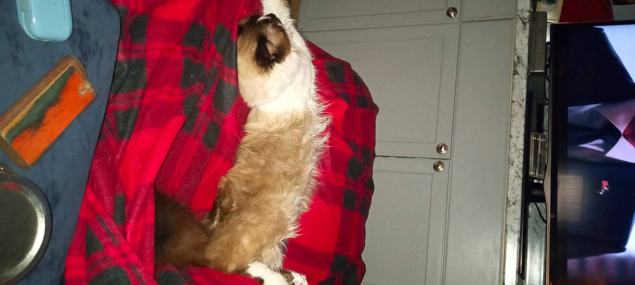 Casper is registered to the contest to win money with this photo: canidae, carnivore, companion_dog, dog, dog_breed, door, fawn, felidae, fur, fur_clothing, natural_material, pattern, plaid, sleeve, small_to_medium_sized_cats, snout, sporting_group, tartan, textile, whiskers