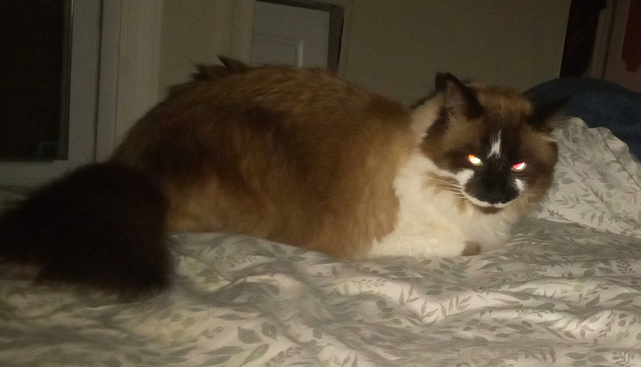 Casper is registered to the contest to win money with this photo: balinese, birman, brown, carnivore, cat, comfort, fawn, felidae, fur, siamese, small_to_medium_sized_cats, snout, tail, terrestrial_animal, whiskers