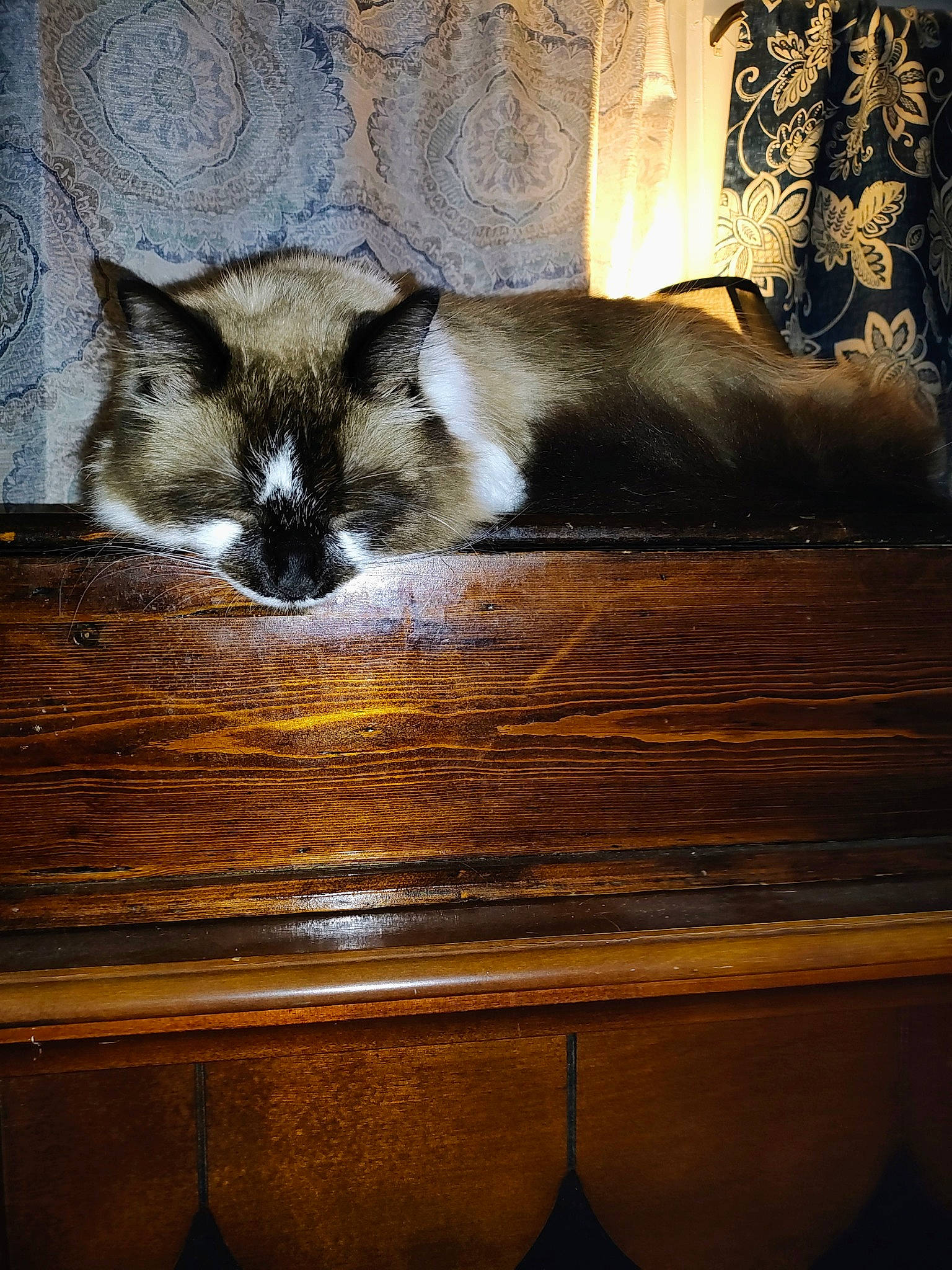 Casper is registered to the contest to win money with this photo: art, brown, carnivore, cat, comfort, darkness, domestic_short_haired_cat, felidae, floor, flooring, fur, hardwood, rectangle, small_to_medium_sized_cats, snout, tail, tints_and_shades, whiskers, wood, wood_stain