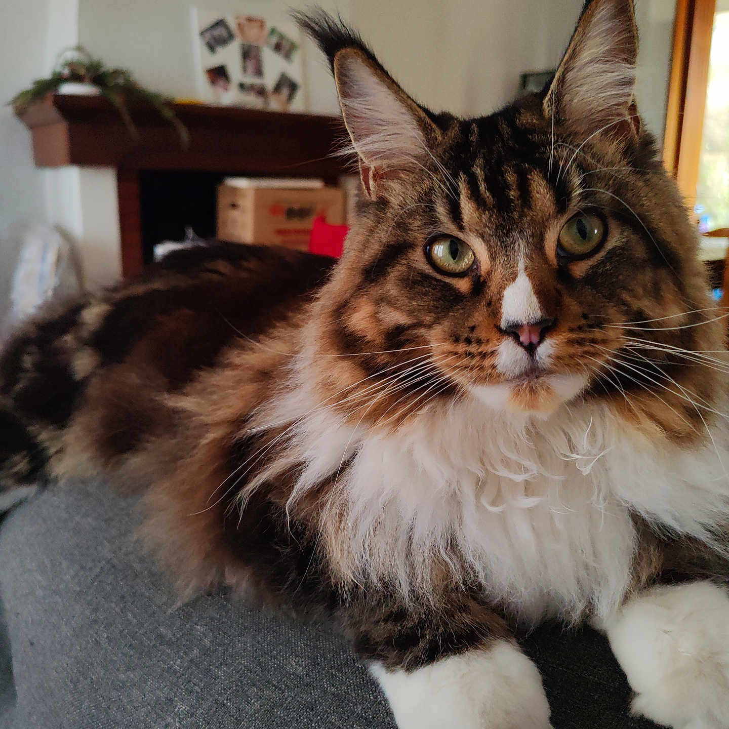 Uranie a rejoint le concours — aidez-le/la à gagner de superbes lots ! animal, architecture, box, building, cat, computer, computerhardware, computerkeyboard, couch, electronics, furniture, hardware, laptop, manx, monitor, pc, pet, plant, screen, tv