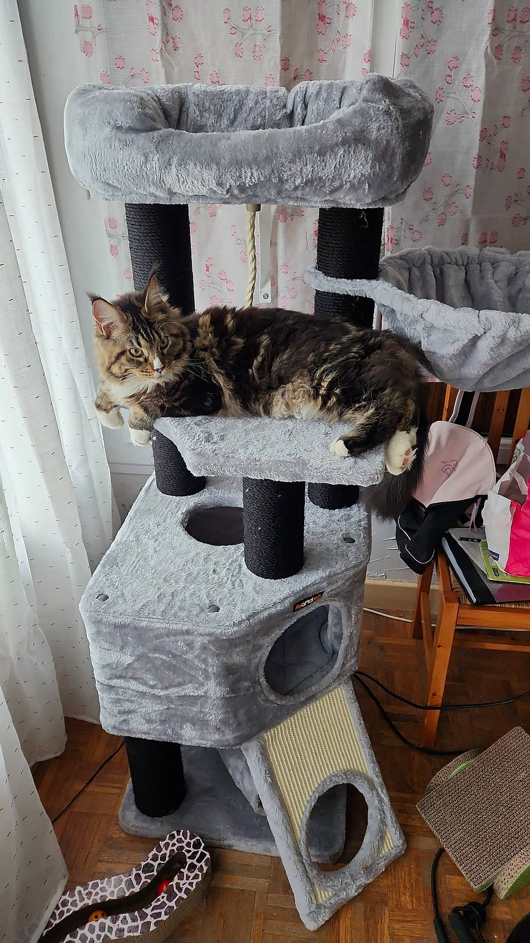 Uranie participe au concours pour gagner de l'argent avec cette photo : cardboard, carnivore, cat, cat_supply, comfort, domestic_short_haired_cat, felidae, fur, house, machine, room, small_to_medium_sized_cats, tail, whiskers, wood