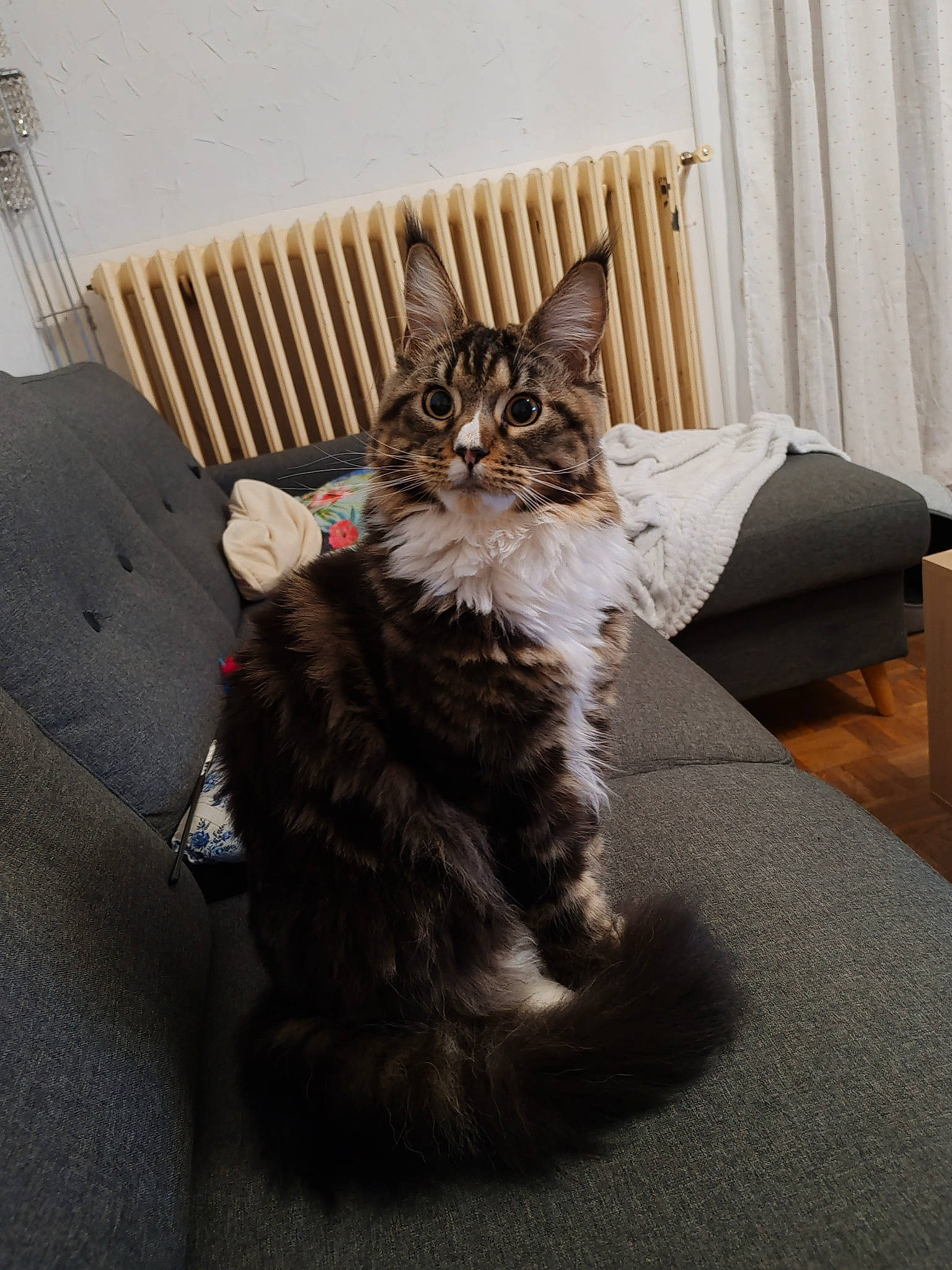 Uranie a rejoint le concours — aidez-le/la à gagner de superbes lots ! carnivore, cat, claw, comfort, curtain, domestic_short_haired_cat, fawn, felidae, flooring, fur, grey, hardwood, human_leg, paw, small_to_medium_sized_cats, snout, tail, terrestrial_animal, whiskers, wood