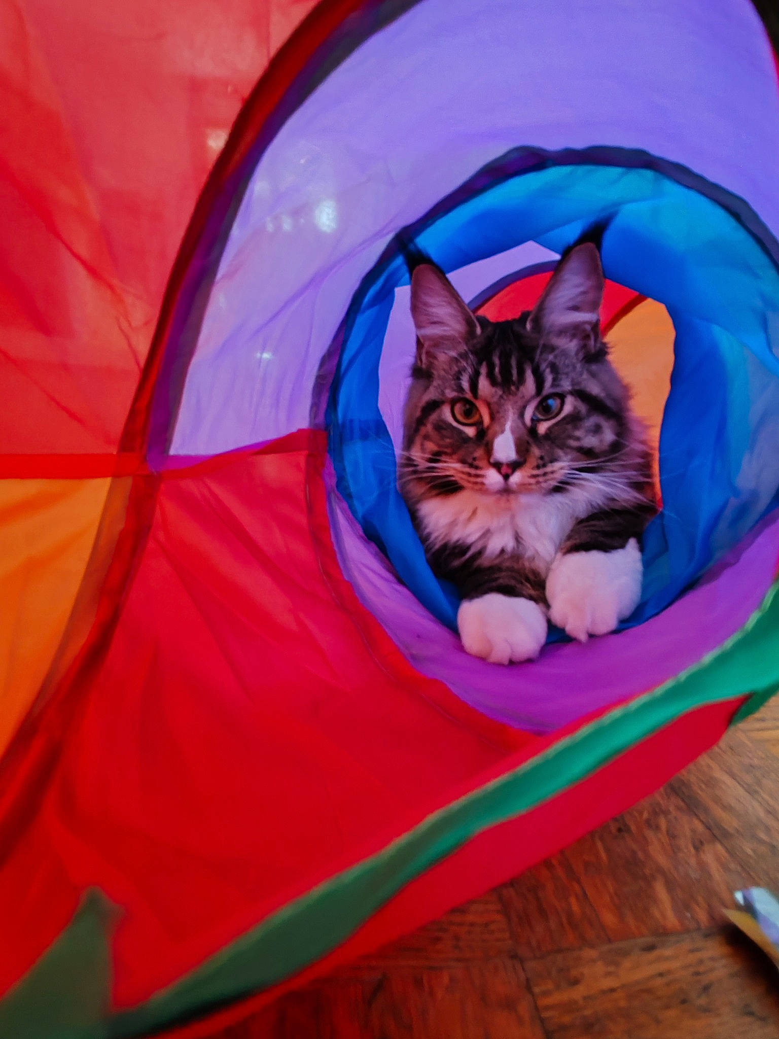 Uranie participe au concours pour gagner de l'argent avec cette photo : bag, basket, bean_bag, carnivore, cat, cat_supply, comfort, electric_blue, felidae, linens, luggage_and_bags, magenta, pink, plant, purple, small_to_medium_sized_cats, tail, textile, vertebrate, whiskers