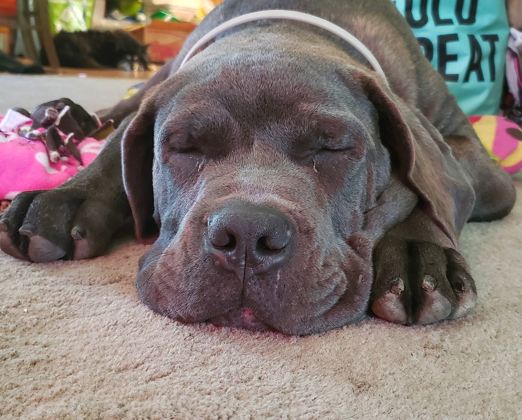 Mulder joined the competition — help win amazing prizes! canidae, carnivore, dog, dog_breed, fawn, great_dane, korean_mastiff, mammal, molosser, neapolitan_mastiff, non_sporting_group, snout, sporting_group, vertebrate