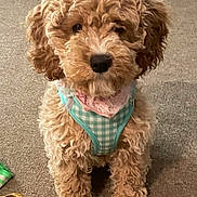 Harper -Rae joined the competition — help win amazing prizes! adorable, animal, bandana, brown, carpet, companion, curly_fur, cute, dog, domestic_animal, fluffy, harness, indoor, looking_at_camera, pet, puppy, sitting, small_dog, toy, young_dog