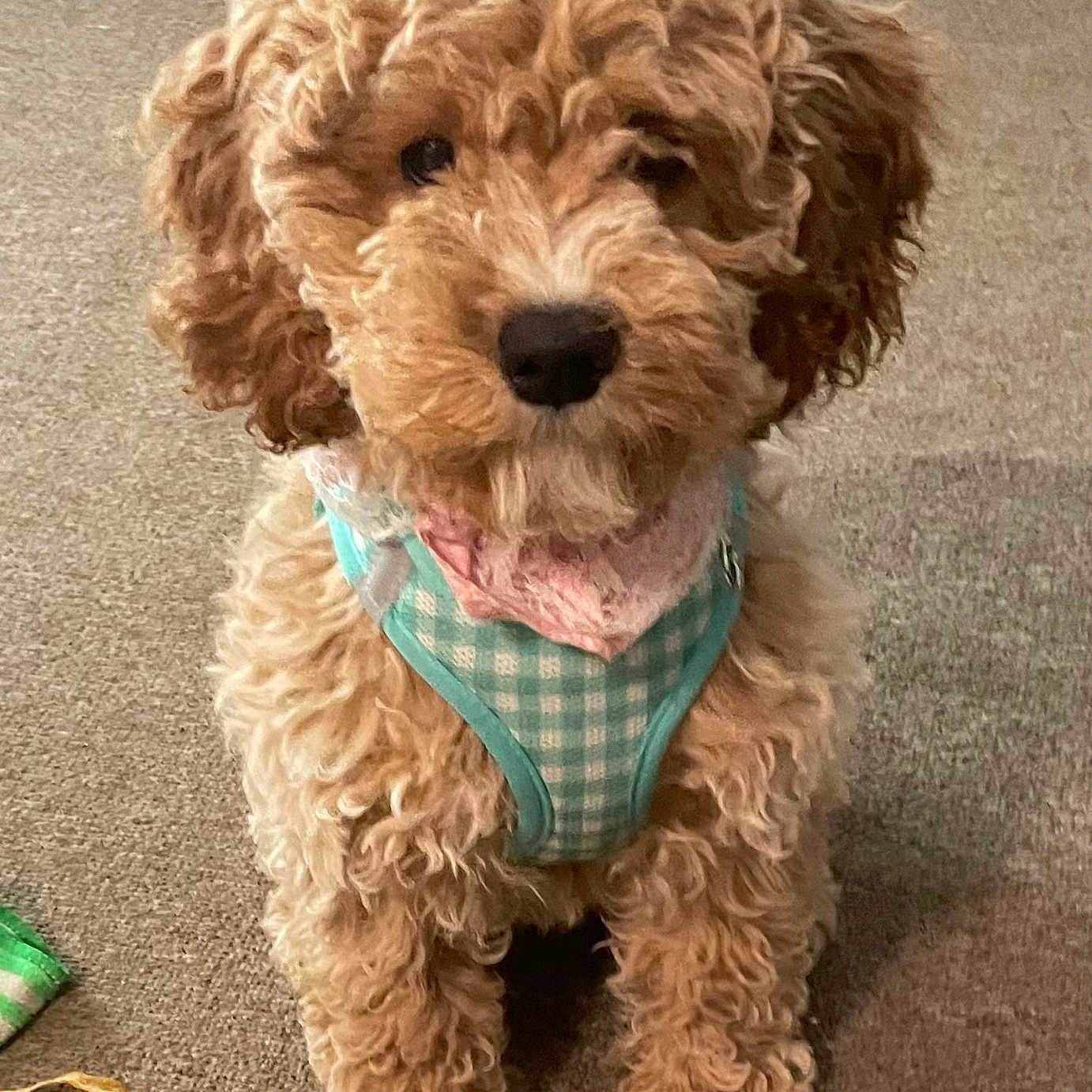Harper -Rae joined the competition — help win amazing prizes! adorable, animal, bandana, brown, carpet, companion, curly_fur, cute, dog, domestic_animal, fluffy, harness, indoor, looking_at_camera, pet, puppy, sitting, small_dog, toy, young_dog