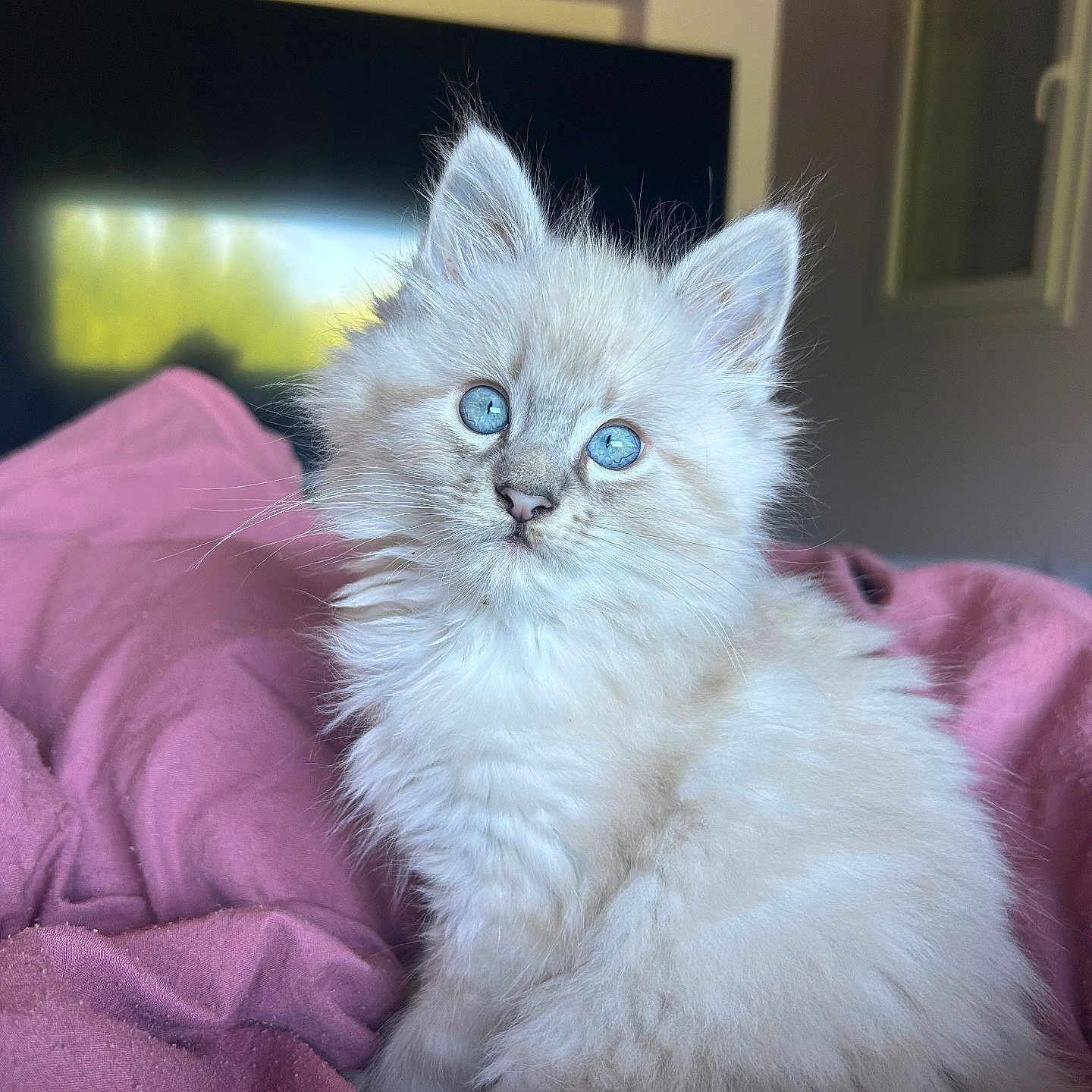 Milo a rejoint le concours — aidez-le/la à gagner de superbes lots ! animal, blanket, blue_eyes, cat, cozy, curious, cute, domestic, ears, feline, fluffy, fur, indoor, kitten, pet, pink, portrait, soft, whiskers, young