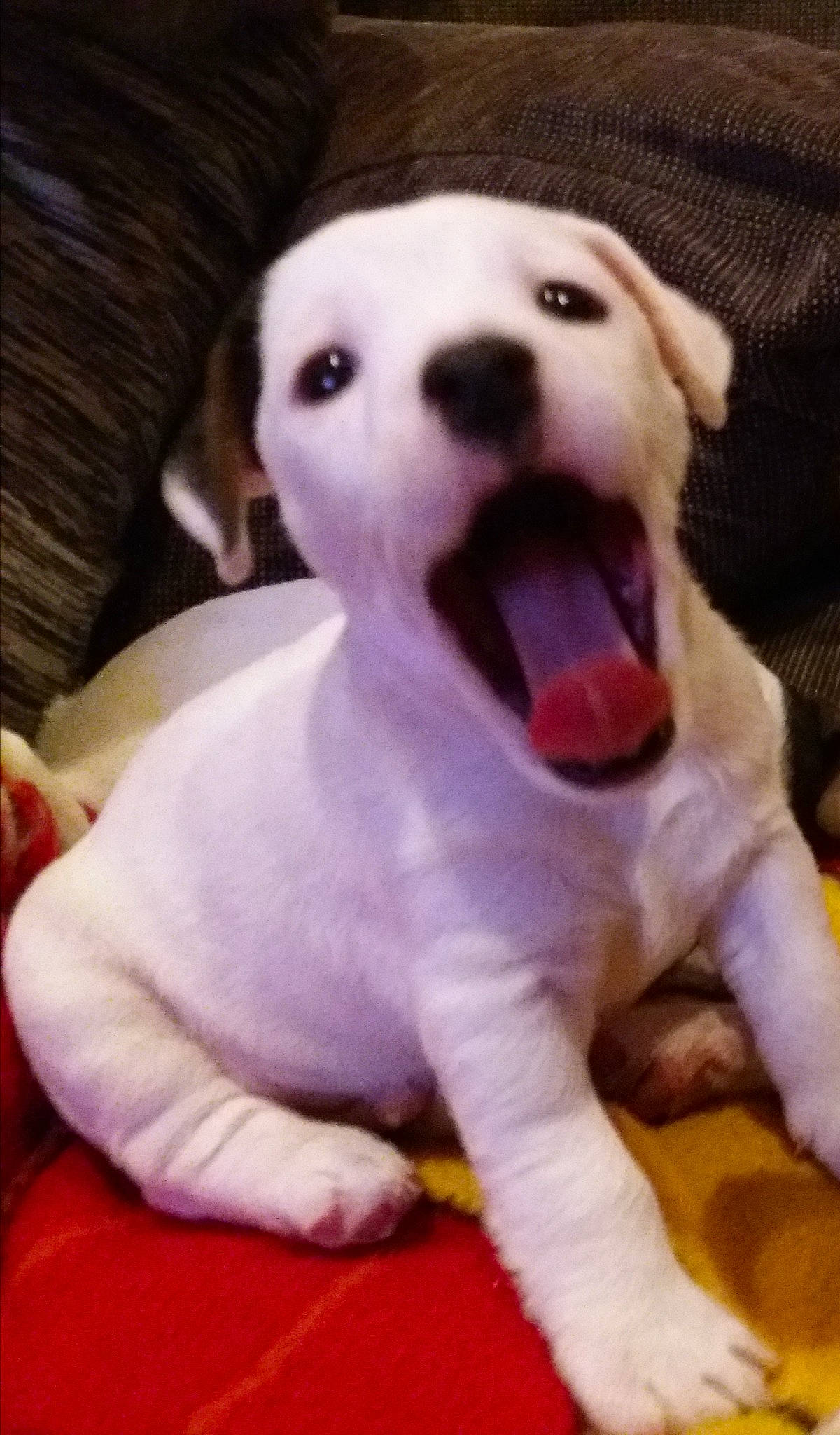 Nibbler a rejoint le concours — aidez-le/la à gagner de superbes lots ! carnivore, companion_dog, dog, dog_breed, dog_supply, dog_toy, fang, fawn, felidae, head, jaw, paw, pink, snout, sporting_group, tail, terrestrial_animal, toy_dog, whiskers, working_animal