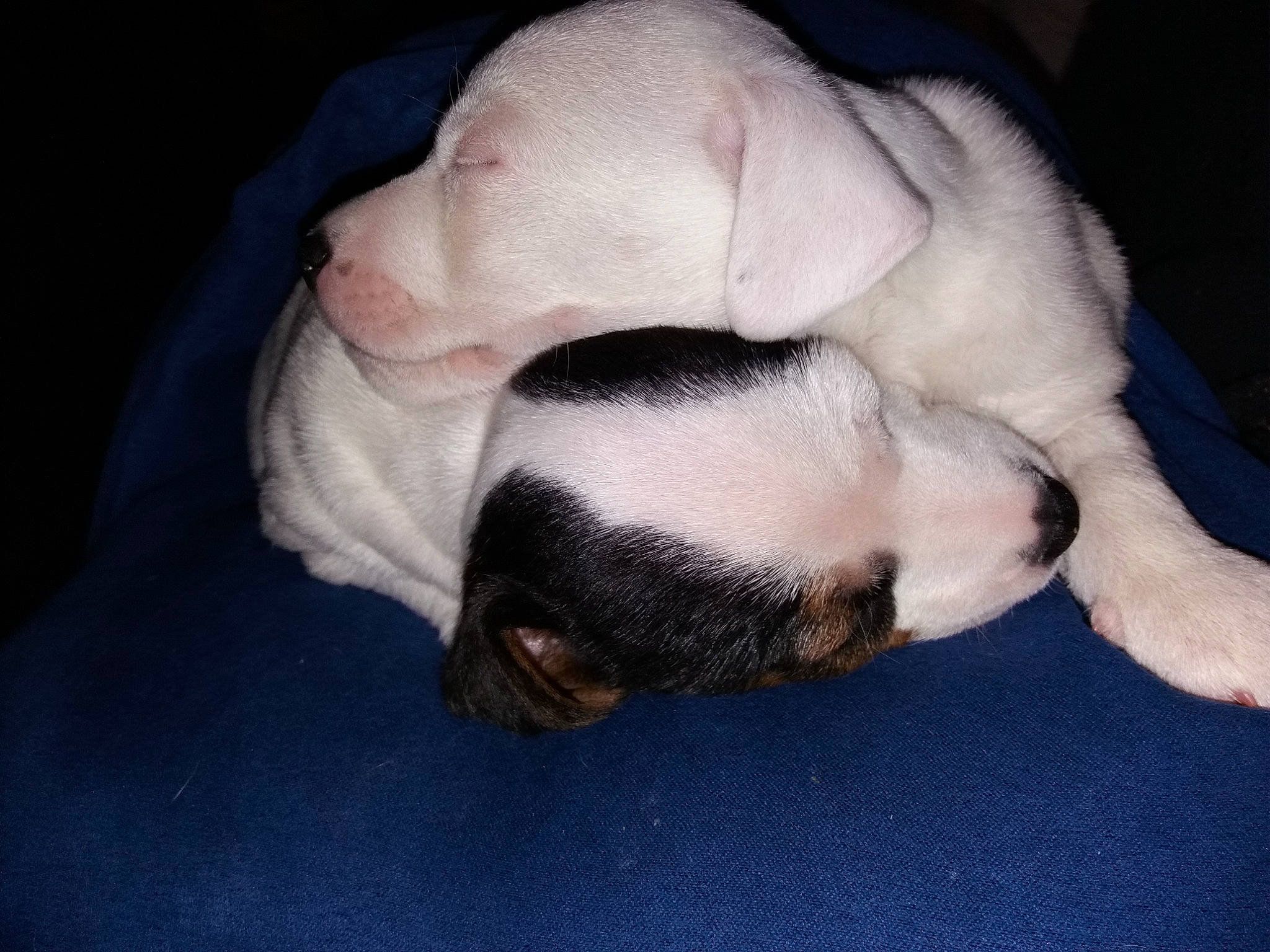 Nibbler participe au concours pour gagner de l'argent avec cette photo : canidae, carnivore, comfort, companion_dog, dog, dog_breed, fawn, fur, linens, nap, non_sporting_group, paw, puppy_love, sleep, snout, sporting_group, tail, terrestrial_animal, toy_dog, whiskers