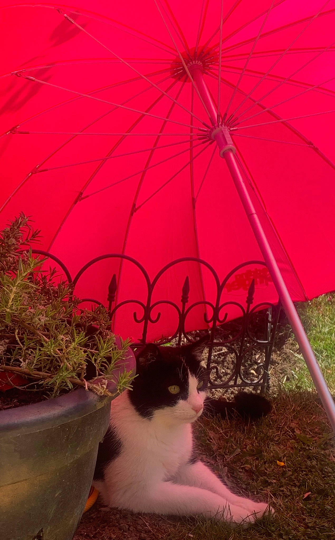Berlioz joined the competition — help win amazing prizes! fashion_accessory, flower, magenta, pink, plant, red, tree, umbrella