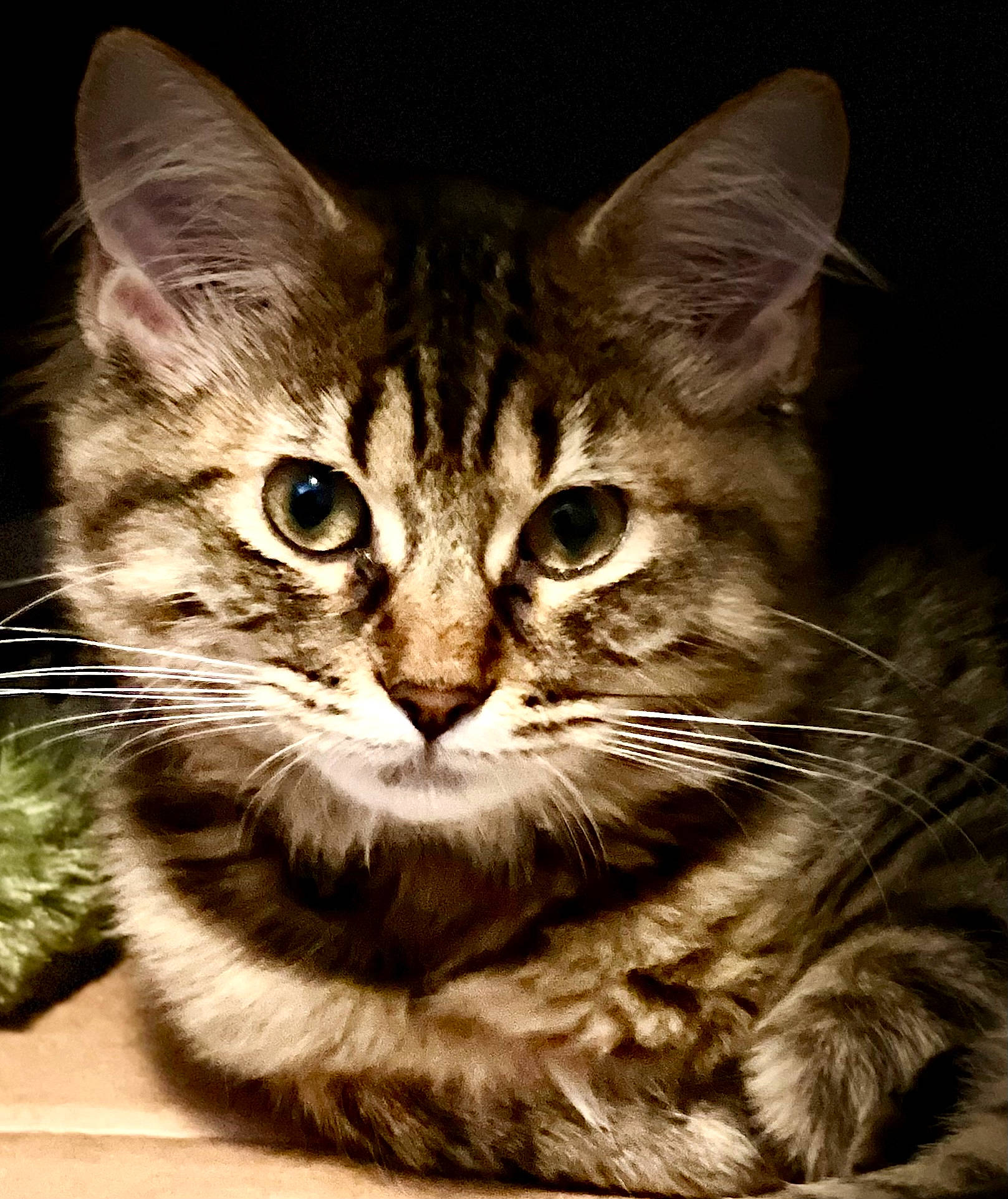 Lizzy joined the competition — help win amazing prizes! carnivore, cat, claw, darkness, domestic_short_haired_cat, felidae, fur, grass, paw, small_to_medium_sized_cats, snout, terrestrial_animal, tree, whiskers, wildlife