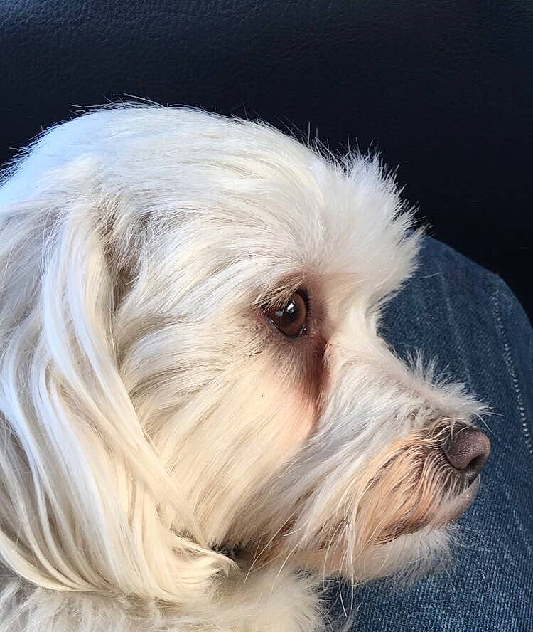 Indra participe au concours pour gagner de l'argent avec cette photo : briquet_griffon_vendeen, canidae, carnivore, close_up, companion_dog, dog, dog_breed, fur, havanese, lowchen, maltese, mammal, nose, petit_basset_griffon_vendeen, puppy, schnoodle, snout, terrier, tibetan_terrier, vertebrate