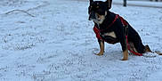 Harper is registered to the contest to win money with this photo: animal, black_dog, brown_dog, canine, cold, daytime, dog, fur, grass, leash, nature, outdoor, park, pet, quiet, red_harness, sitting, small_dog, snow, winter