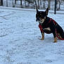 animal, black_dog, brown_dog, canine, cold, daytime, dog, fur, grass, leash, nature, outdoor, park, pet, quiet, red_harness, sitting, small_dog, snow, winter