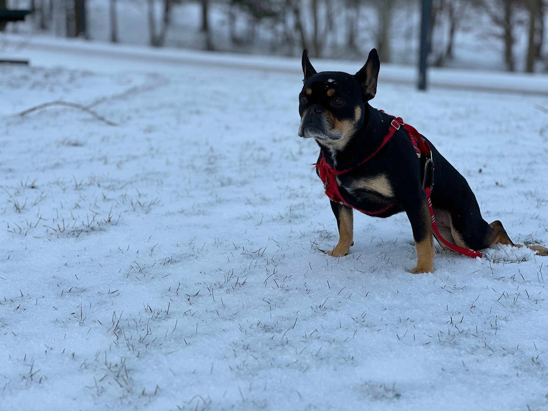 Harper