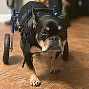 Harper joined the competition — help win amazing prizes! animal, black_dog, brown_markings, canine, close_up, companion, courage, determined, disability, dog, floor, four_legs, house, indoor, mobility_aid, pet, support, tile, walking, wheelchair