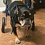 animal, black_dog, brown_markings, canine, close_up, companion, courage, determined, disability, dog, floor, four_legs, house, indoor, mobility_aid, pet, support, tile, walking, wheelchair