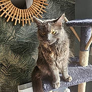Francis a rejoint le concours — aidez-le/la à gagner de superbes lots ! calm, cat, cat_tree, cozy, decor, ears, fluffy, furniture, gray_cat, home, indoor, leaf_pattern, long_tail, mirror, pet, portrait, sitting, sunlight, wallpaper, whiskers