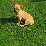 adorable, animal, canine, closeup, cute, daylight, dog, field, grass, greenery, mammal, nature, outdoor, pet, puppy, shadow, sitting, small_dog, sunlight, young_dog