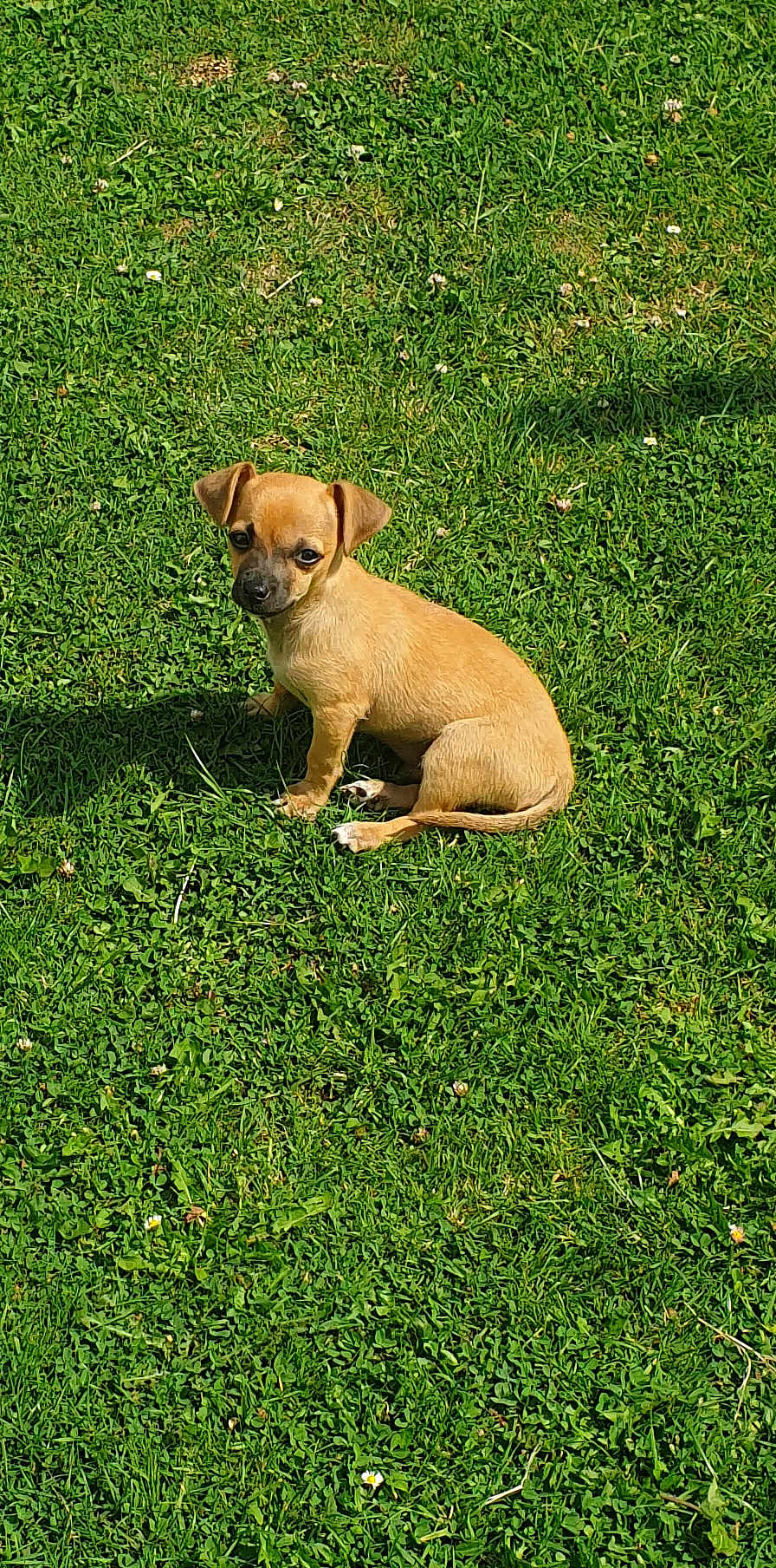 Lako