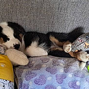 Bianca a rejoint le concours — aidez-le/la à gagner de superbes lots ! puppy, dog, sleeping, black_and_white, tricolor, pet, animal, couch, blanket, plush_toy, slipper, chew_toy, indoor, cozy, relaxed, lying_down, home, furniture, patterned_fabric, cute