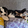 puppy, dog, sleeping, black_and_white, tricolor, pet, animal, couch, blanket, plush_toy, slipper, chew_toy, indoor, cozy, relaxed, lying_down, home, furniture, patterned_fabric, cute