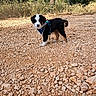 Bianca a rejoint le concours — aidez-le/la à gagner de superbes lots ! puppy, dog, black_and_white, blue_harness, animal, pet, outdoors, forest, woodland, trail, rocky_ground, gravel, standing, fluffy, young_dog, portrait, nature, trees, sunlight, hiking
