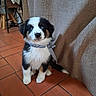 Bianca a rejoint le concours — aidez-le/la à gagner de superbes lots ! puppy, dog, black_and_white, fluffy, sitting, portrait, bow_tie, striped_collar, blue_eyes, pet, animal, indoors, tile_floor, curtain, home, cute, front_facing, long_fur, paws, photography