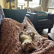 Misa is registered to the contest to win money with this photo: cat, kitten, tabby, blanket, throw_blanket, couch, armchair, pillow, cozy, nap, fur, whiskers, living_room, window, sunlight, cat_tree, flower_arrangement, home_interior, coffee_table, flooring