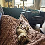 cat, kitten, tabby, blanket, throw_blanket, couch, armchair, pillow, cozy, nap, fur, whiskers, living_room, window, sunlight, cat_tree, flower_arrangement, home_interior, coffee_table, flooring