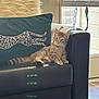 Misa joined the competition — help win amazing prizes! cat, tabby, kitten, couch, armrest, throw_pillow, fluffy_pillow, blinds, window, feather_toy, collar, bell, leather_sofa, living_room, sunlight, relaxed, whiskers, striped_fur, flooring, pet