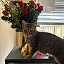 cat, kitten, tabby, roses, bouquet, vase, table, lamp, window_blinds, sunlight, collar, bell, golden_leaf, side_table, indoor, pet, domestic_animal, flowers, wood_floor, portrait