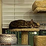 Misa is registered to the contest to win money with this photo: cat, tabby, sleeping_cat, cat_tree, indoor, window_blinds, window, pet, cozy, nap, fur, shelf, vase, ceramic_pot, decor, furniture, home_interior, plush, resting, domestic