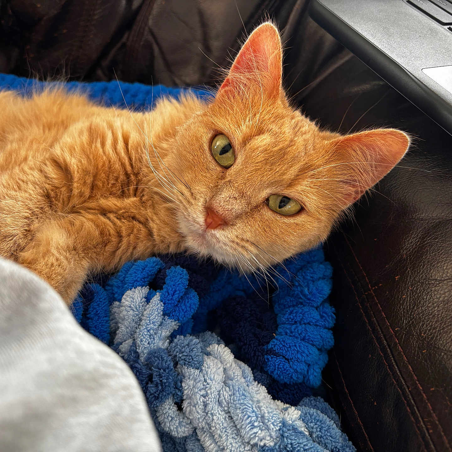 Fluffy joined the competition — help win amazing prizes! abyssinian, animal, baby, blanket, cat, computer, computerhardware, computerkeyboard, couch, electronics, furniture, hardware, kitten, laptop, manx, monitor, pc, person, pet, screen