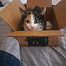 cat, kitten, calico, cardboard_box, pet, animal, cute, curious, indoor, bed, blanket, soft, small, feline, whiskers, ears, fur, face, domestic_animal, resting