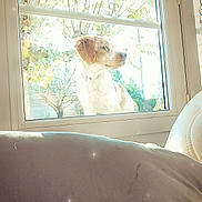 Aaron participe au concours pour gagner de l'argent avec cette photo : dog, window, outdoor, tree, sunlight, glare, reflection, collar, pet, nature, leaves, daylight, house, glass, animal, looking_away, garden, daytime, bright, calm
