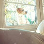 dog, window, outdoor, tree, sunlight, glare, reflection, collar, pet, nature, leaves, daylight, house, glass, animal, looking_away, garden, daytime, bright, calm