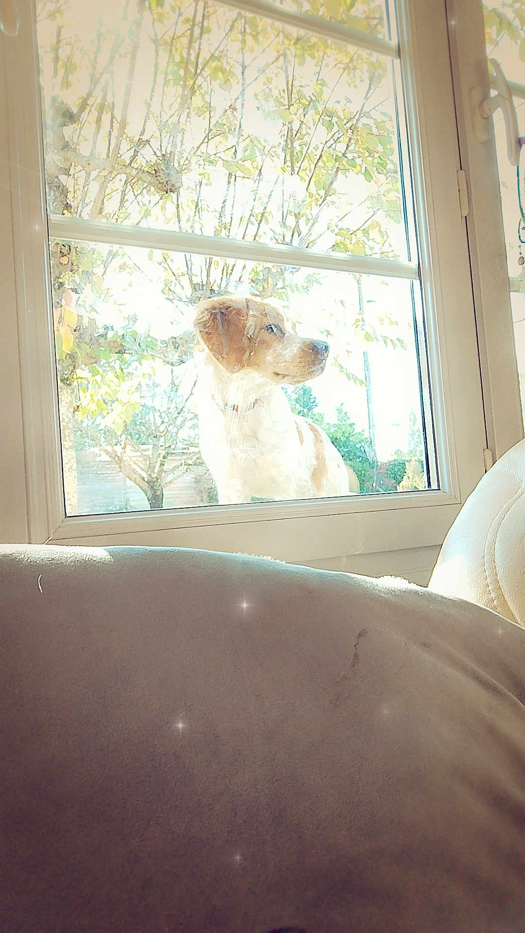 Aaron participe au concours pour gagner de l'argent avec cette photo : dog, window, outdoor, tree, sunlight, glare, reflection, collar, pet, nature, leaves, daylight, house, glass, animal, looking_away, garden, daytime, bright, calm