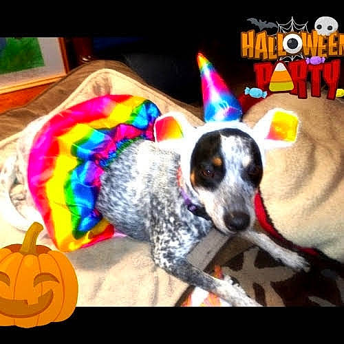 Suki joined the competition — help win amazing prizes! calabaza, canidae, carnivore, circle, collar, companion_dog, cucurbita, dog, dog_breed, dog_supply, font, linens, paw, pet_supply, pumpkin, snout, sporting_group, tail, toy, working_animal