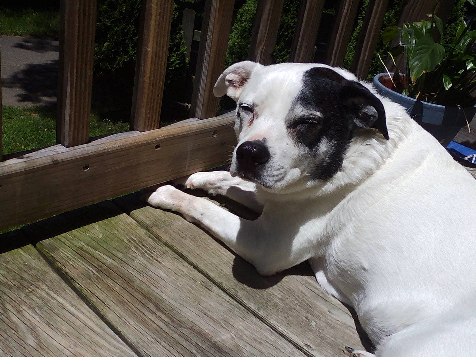 Cote is registered to the contest to win money with this photo: carnivore, collar, companion_dog, dog, dog_breed, dog_collar, dog_supply, fawn, fence, flooring, grass, hardwood, pet_supply, plank, plant, snout, tail, whiskers, wood, working_animal